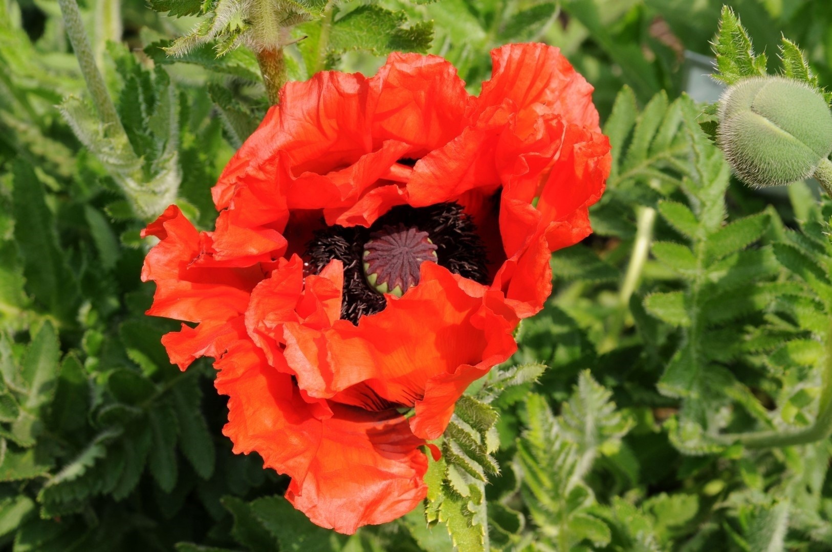 Papaver orientale 'Doubloons'